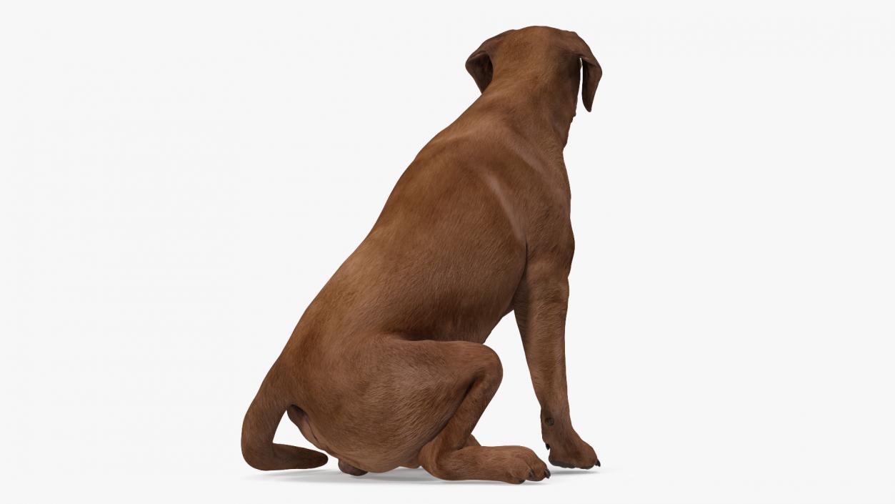 3D Labrador Dog Brown Sitting