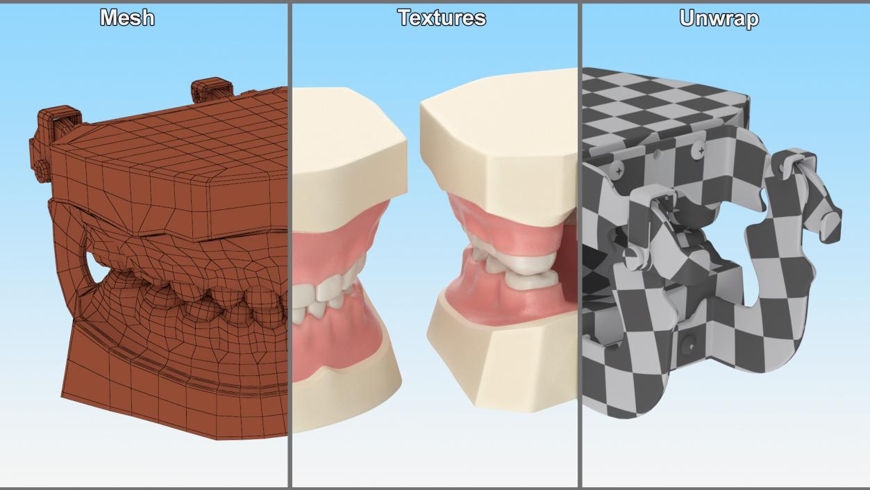 3D model Dental Anatomy Pediatric Typodont Model with Removable Teeth