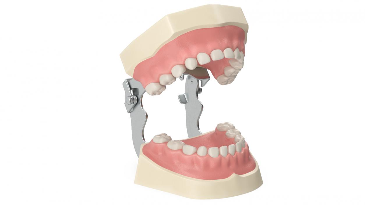 3D model Dental Anatomy Pediatric Typodont Model with Removable Teeth