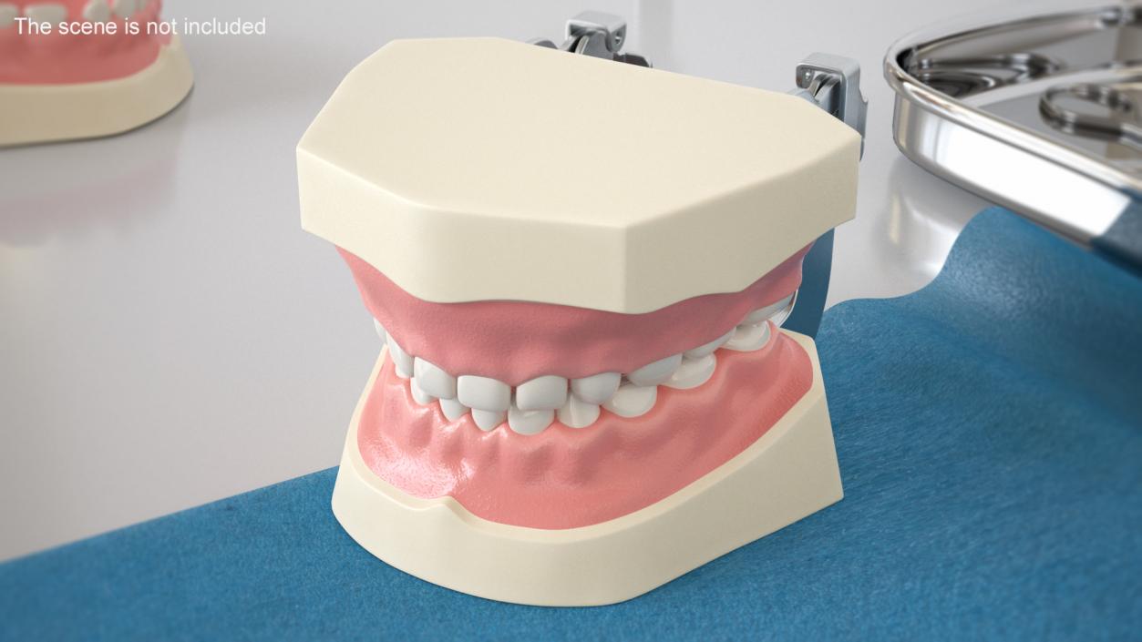 3D model Dental Anatomy Pediatric Typodont Model with Removable Teeth