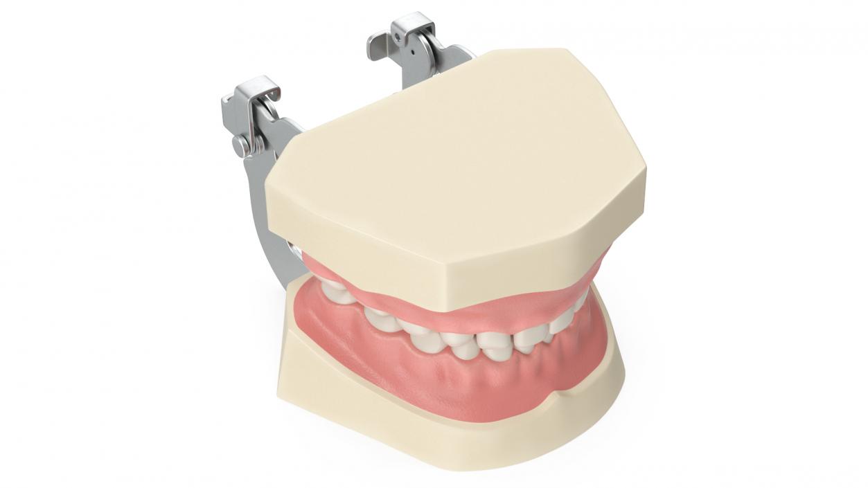 3D model Dental Anatomy Pediatric Typodont Model with Removable Teeth