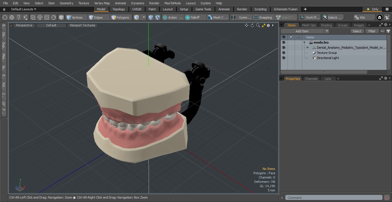 3D model Dental Anatomy Pediatric Typodont Model with Removable Teeth