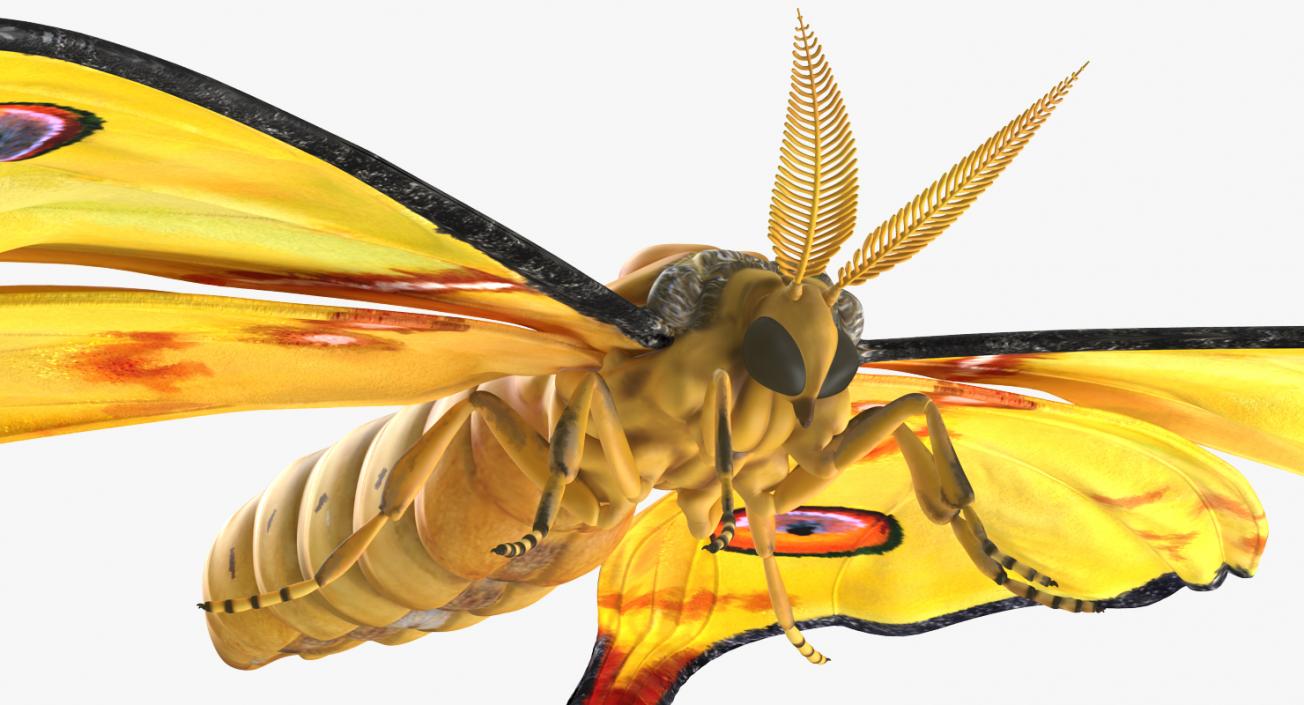 3D model Comet Moth