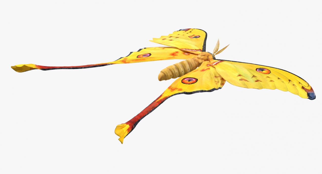 3D model Comet Moth