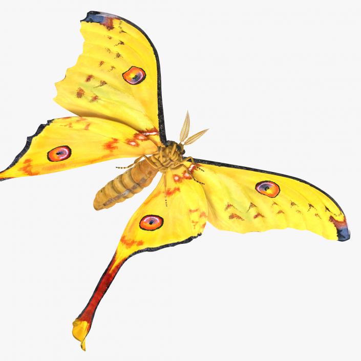 3D model Comet Moth