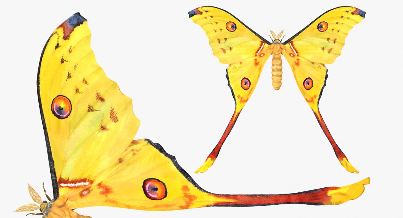 3D model Comet Moth