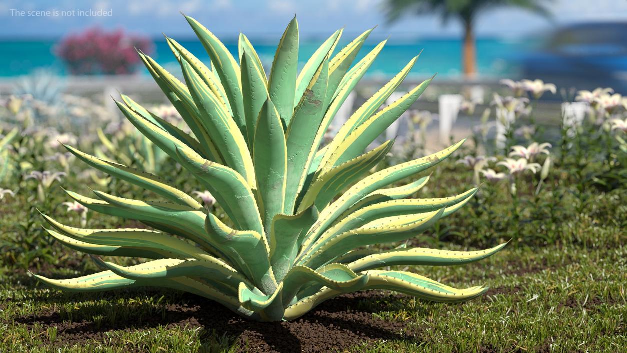 3D Big Agave Americana Century Plant model