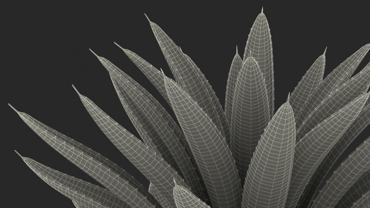 3D Big Agave Americana Century Plant model