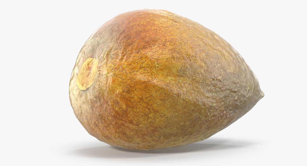 Avocado Seed 3D