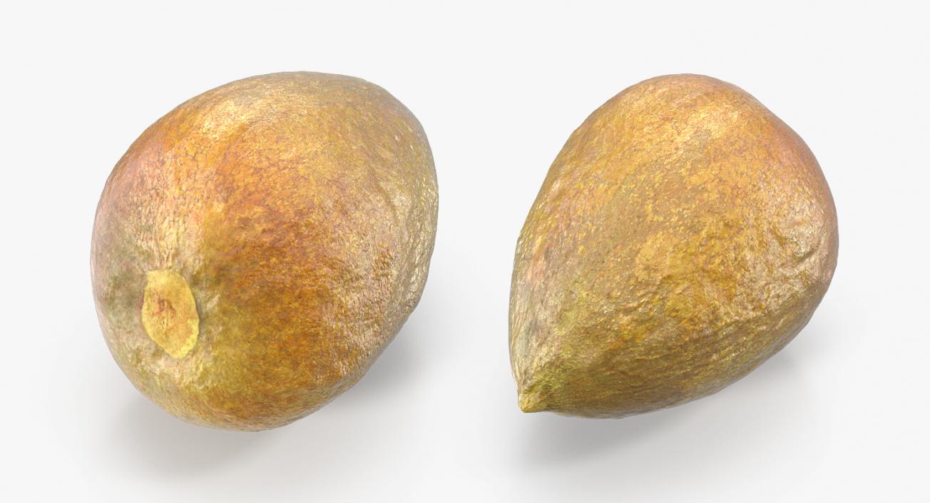 Avocado Seed 3D