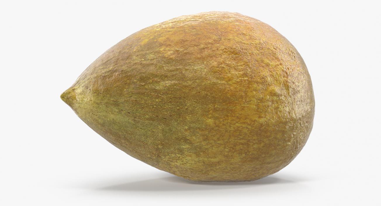 Avocado Seed 3D