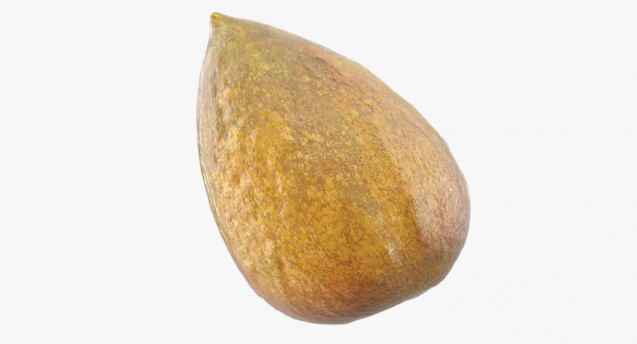 Avocado Seed 3D