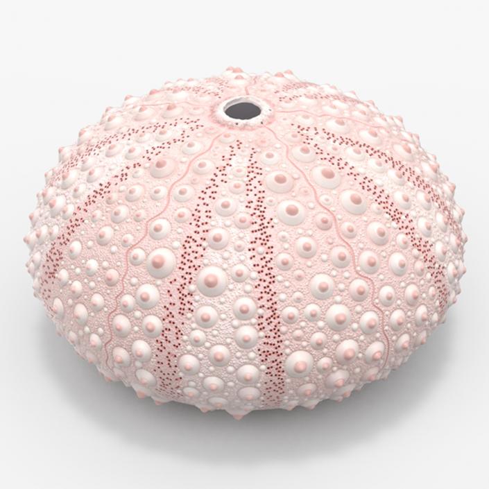 Cornish Sea Urchin Shell Pink 3D model