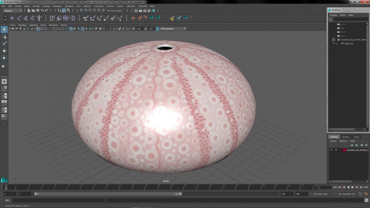 Cornish Sea Urchin Shell Pink 3D model