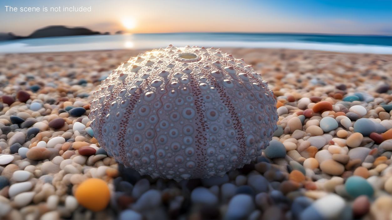 Cornish Sea Urchin Shell Pink 3D model