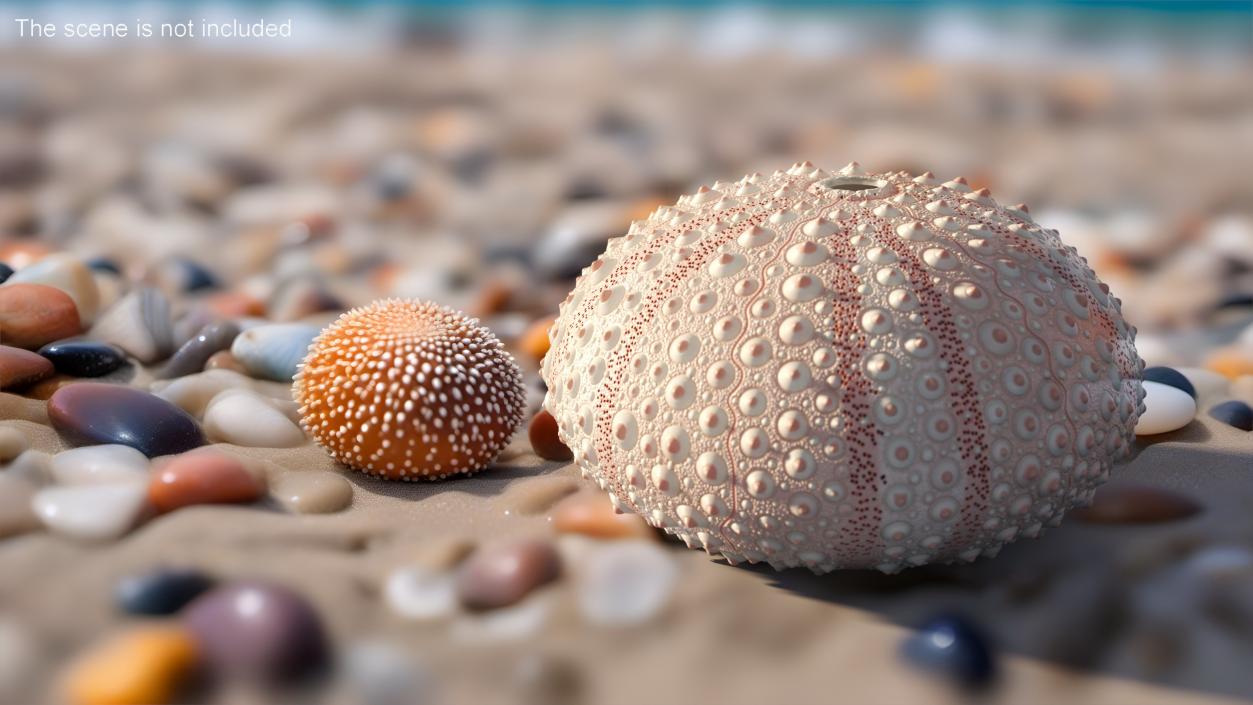 Cornish Sea Urchin Shell Pink 3D model