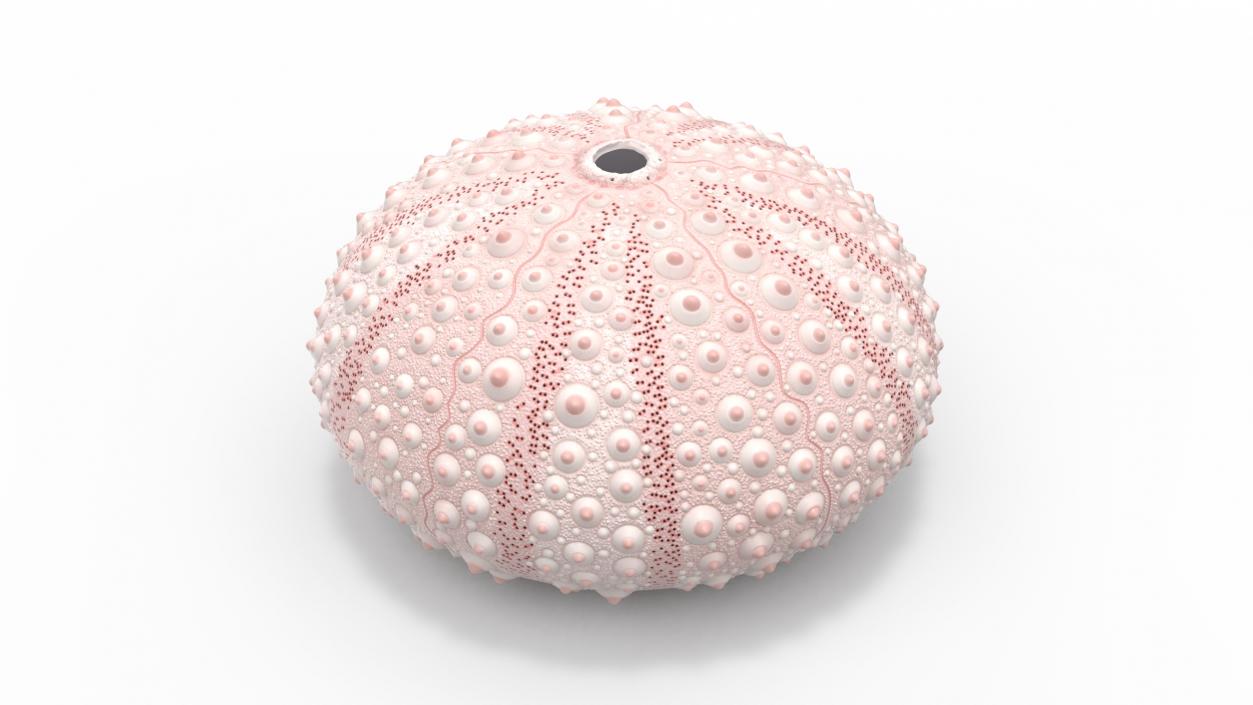 Cornish Sea Urchin Shell Pink 3D model