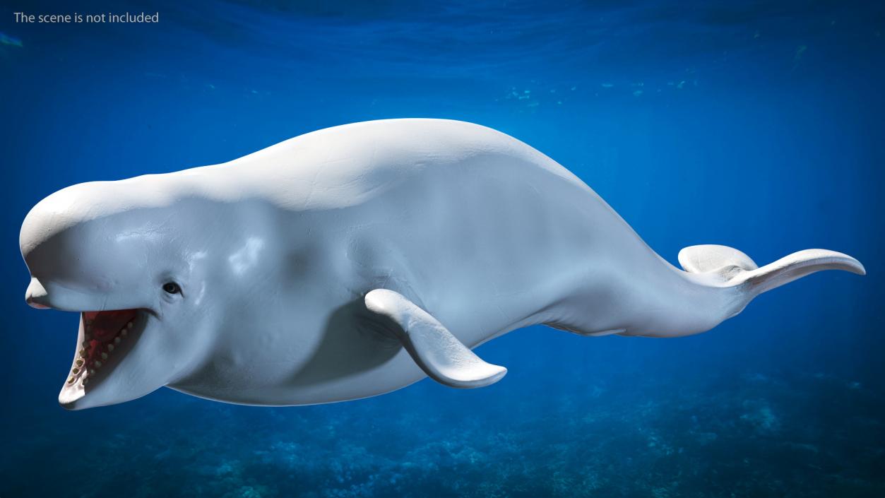 3D Beluga Whale Young model