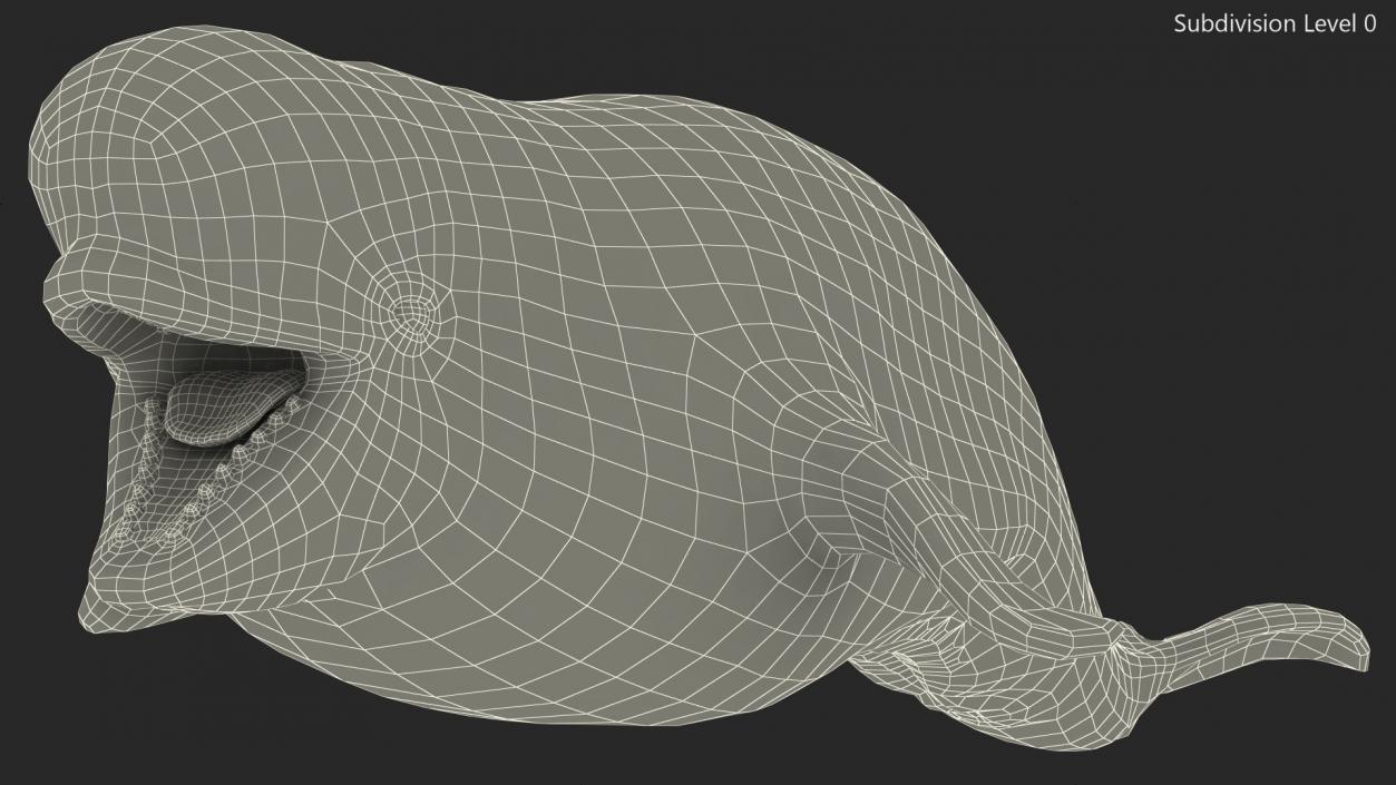 3D Beluga Whale Young model