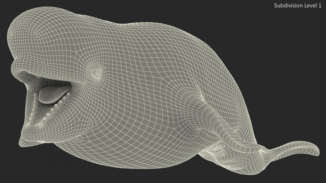 3D Beluga Whale Young model