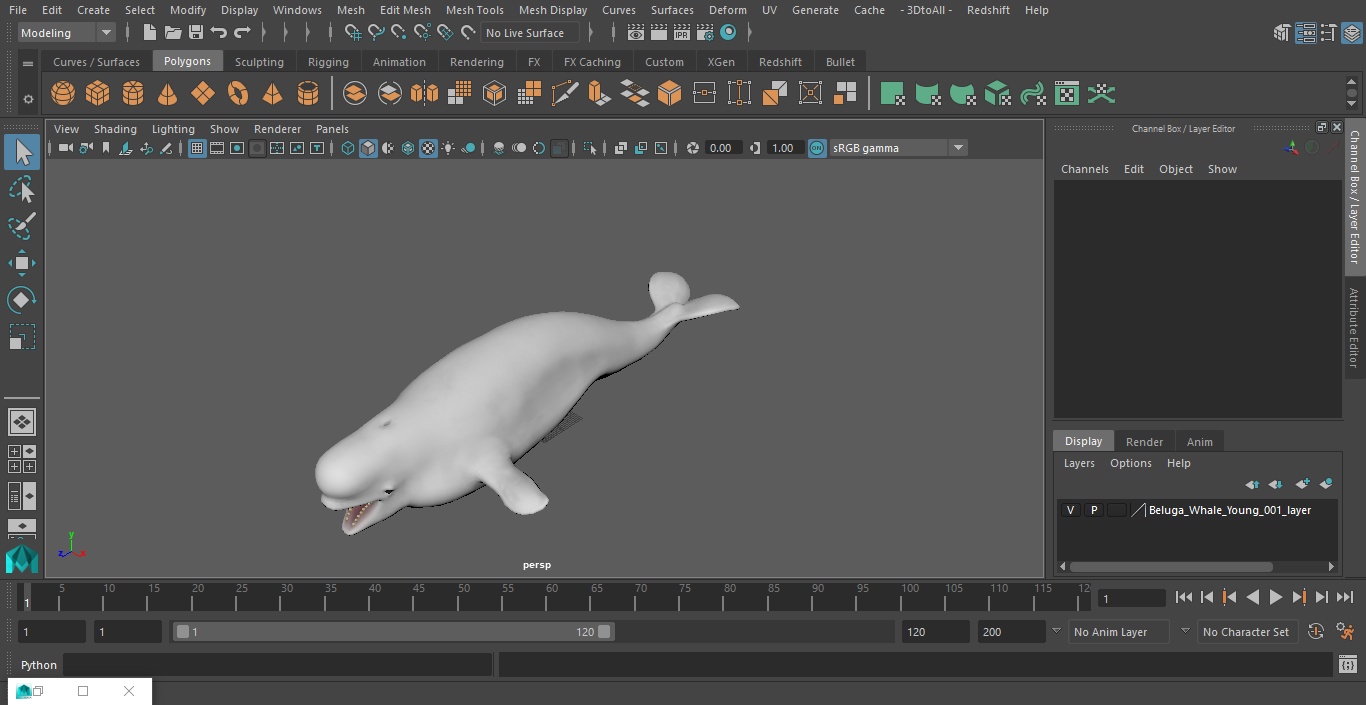 3D Beluga Whale Young model