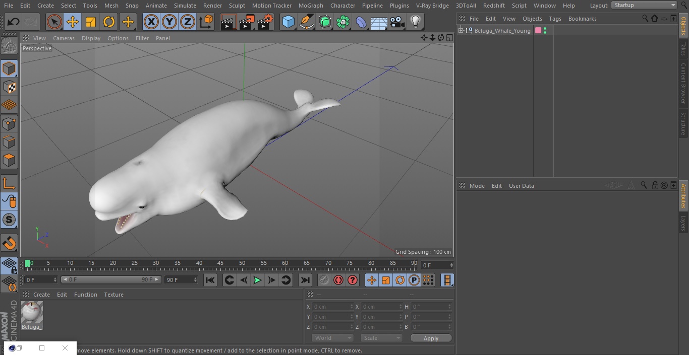 3D Beluga Whale Young model