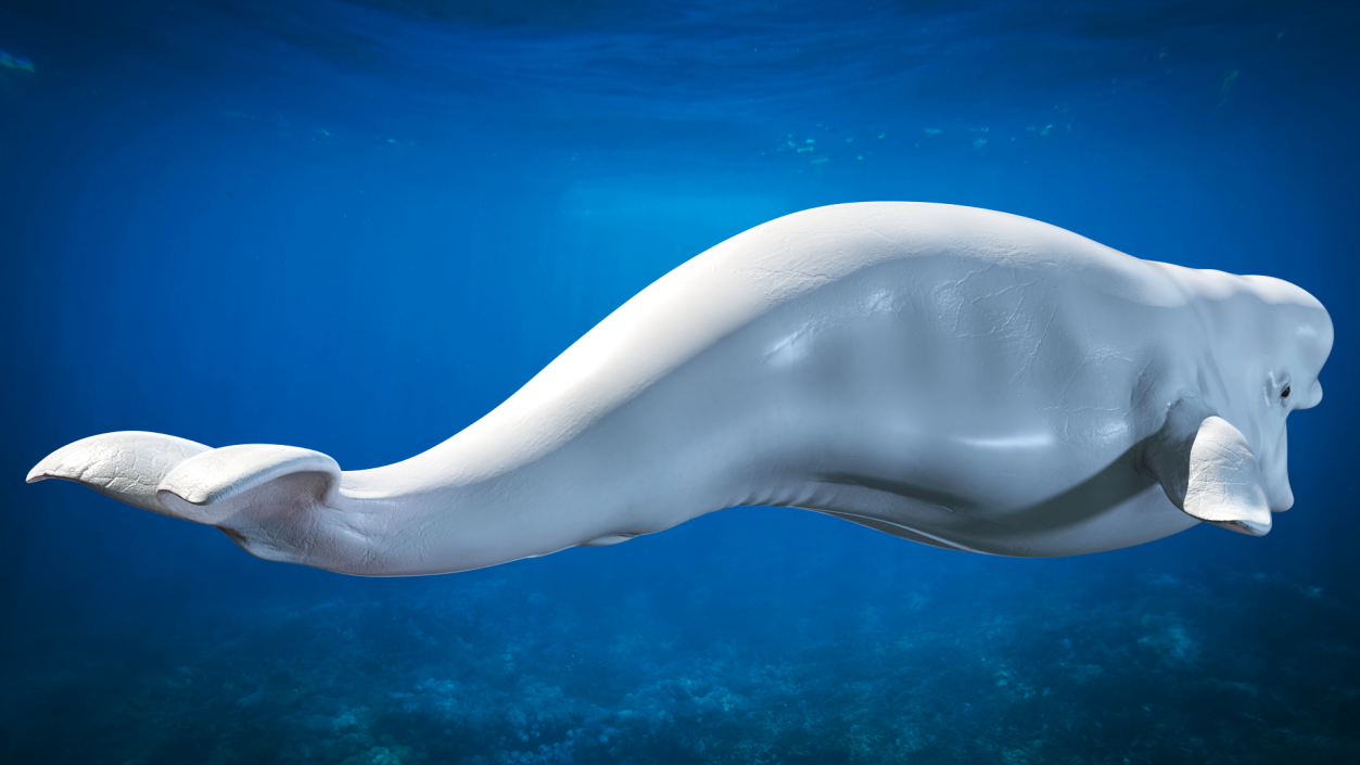 3D Beluga Whale Young model