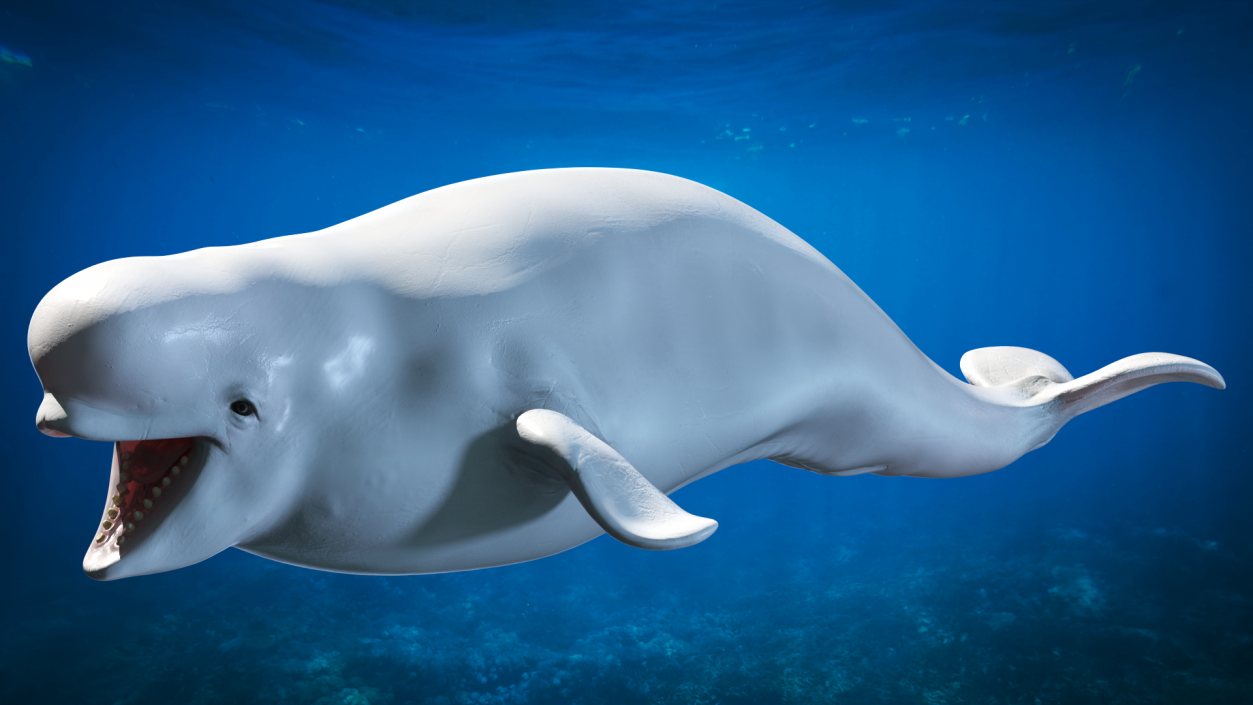 3D Beluga Whale Young model