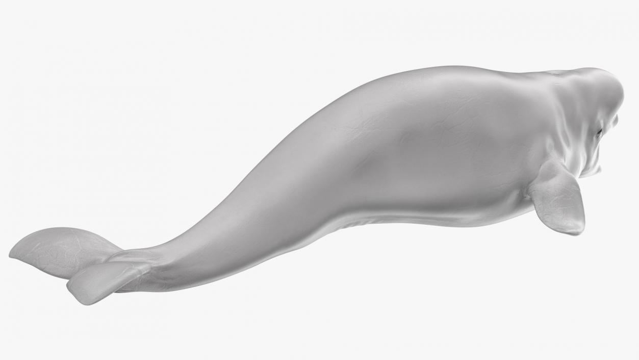 3D Beluga Whale Young model