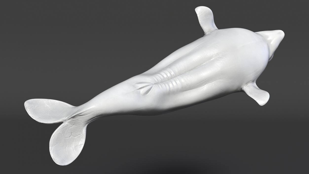 3D Beluga Whale Young model