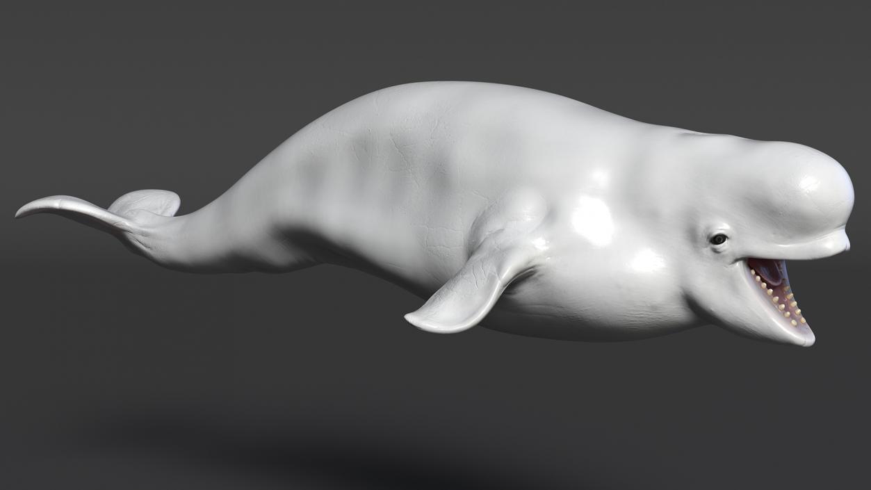 3D Beluga Whale Young model