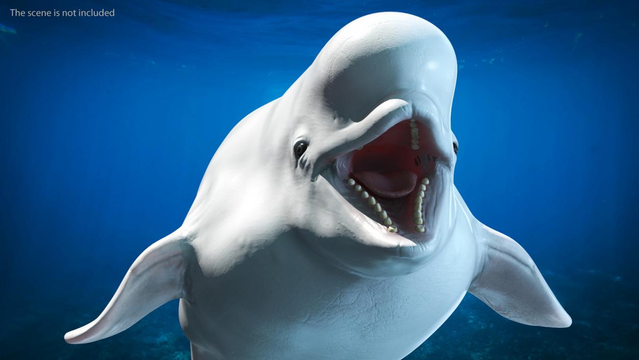 3D Beluga Whale Young model