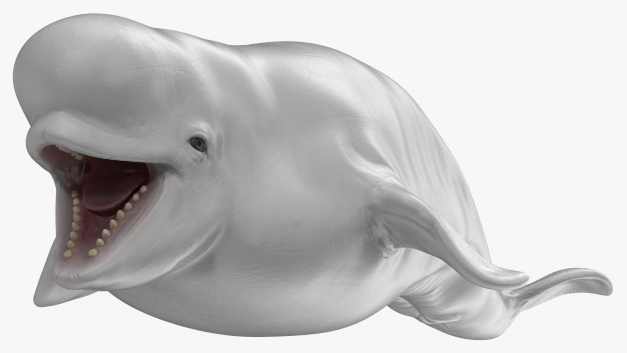 3D Beluga Whale Young model