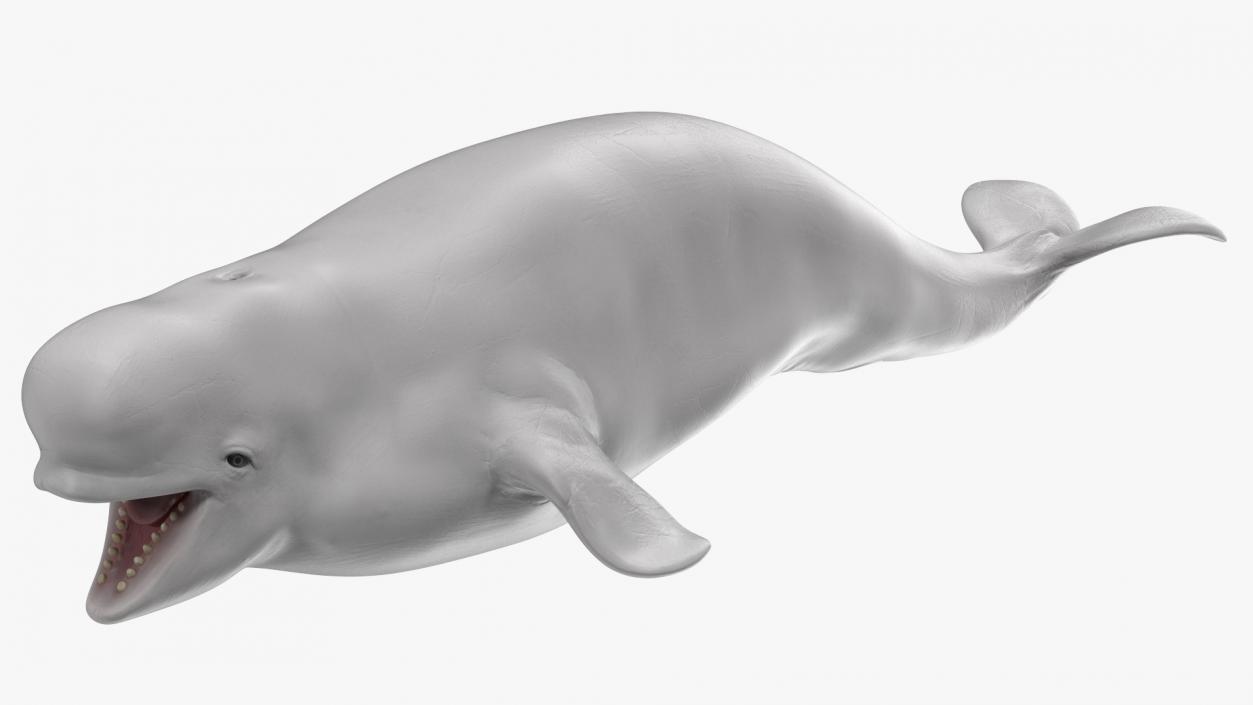 3D Beluga Whale Young model