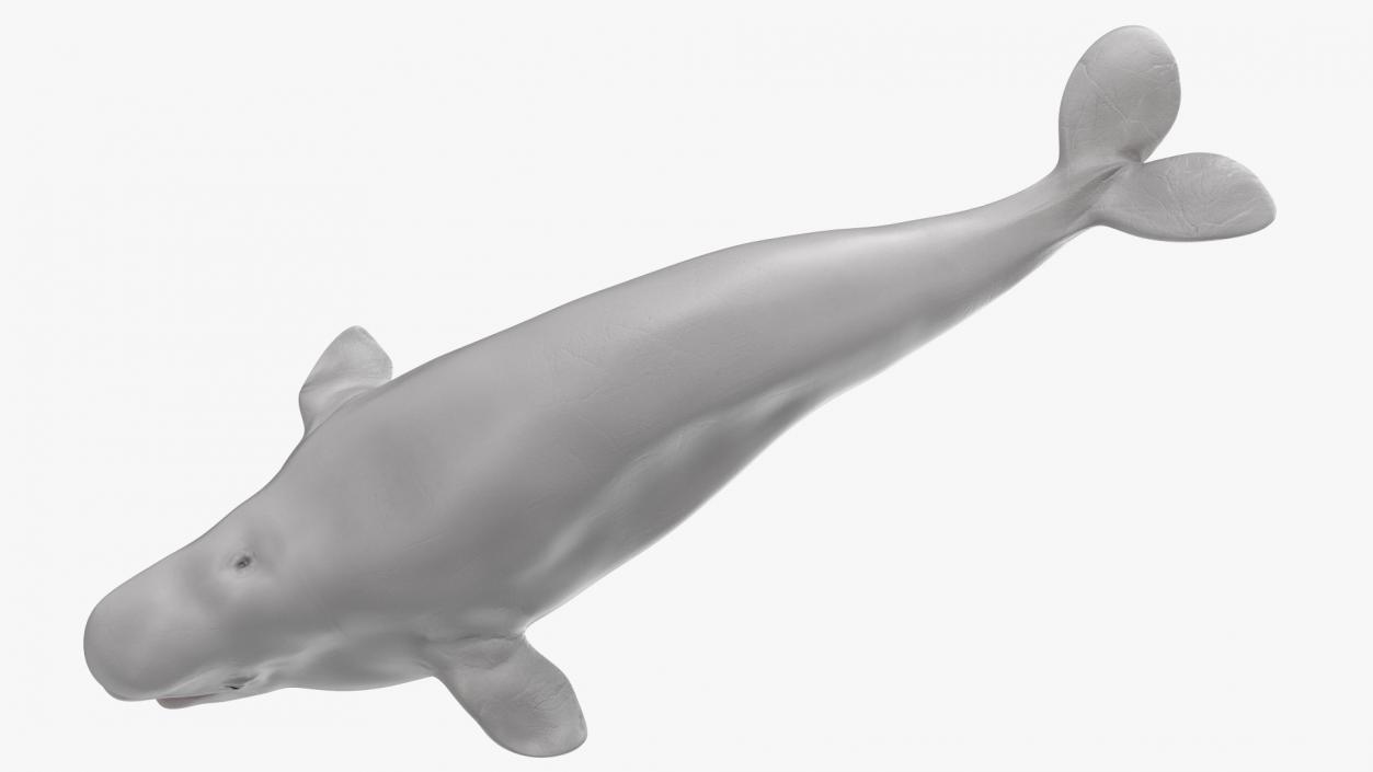 3D Beluga Whale Young model