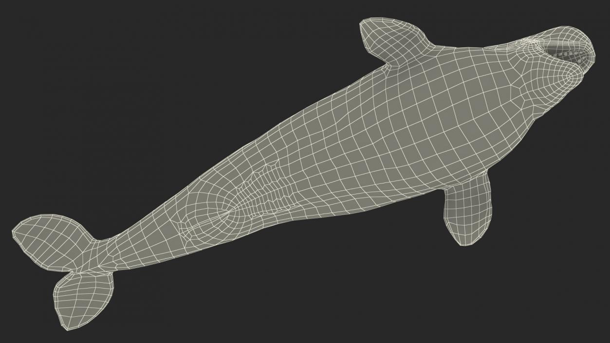 3D Beluga Whale Young model