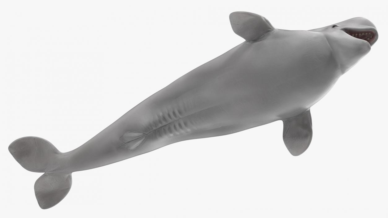 3D Beluga Whale Young model