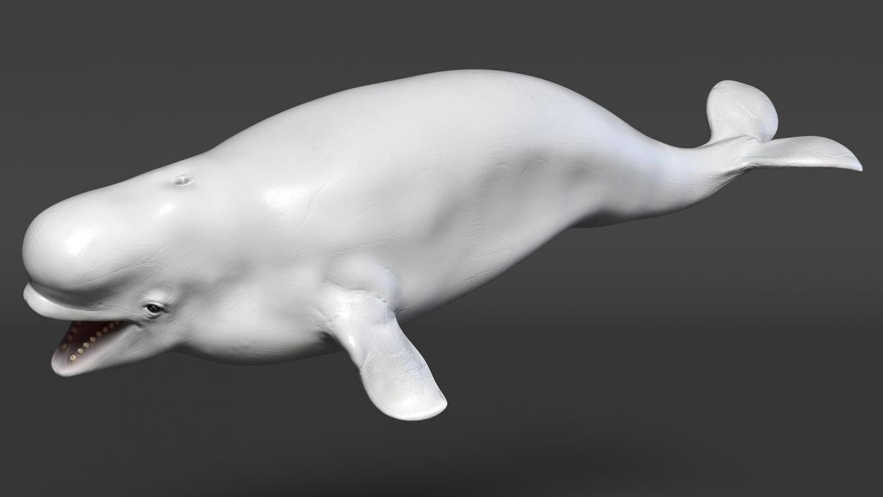 3D Beluga Whale Young model