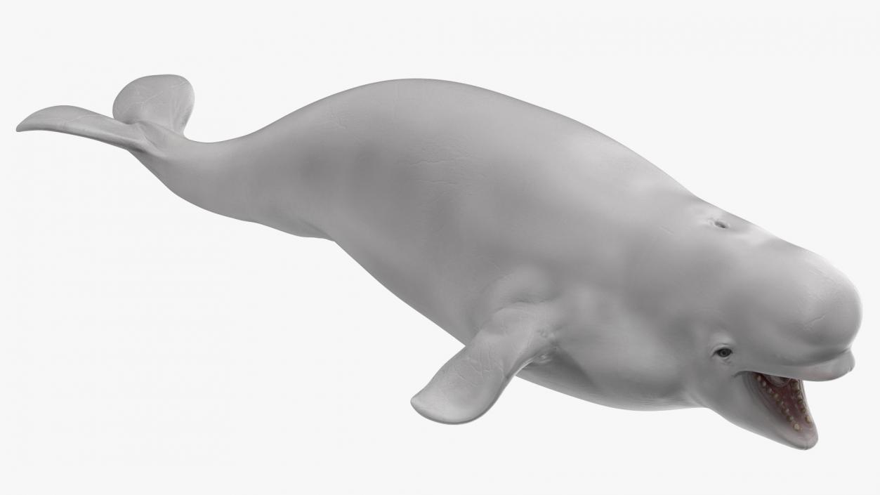 3D Beluga Whale Young model