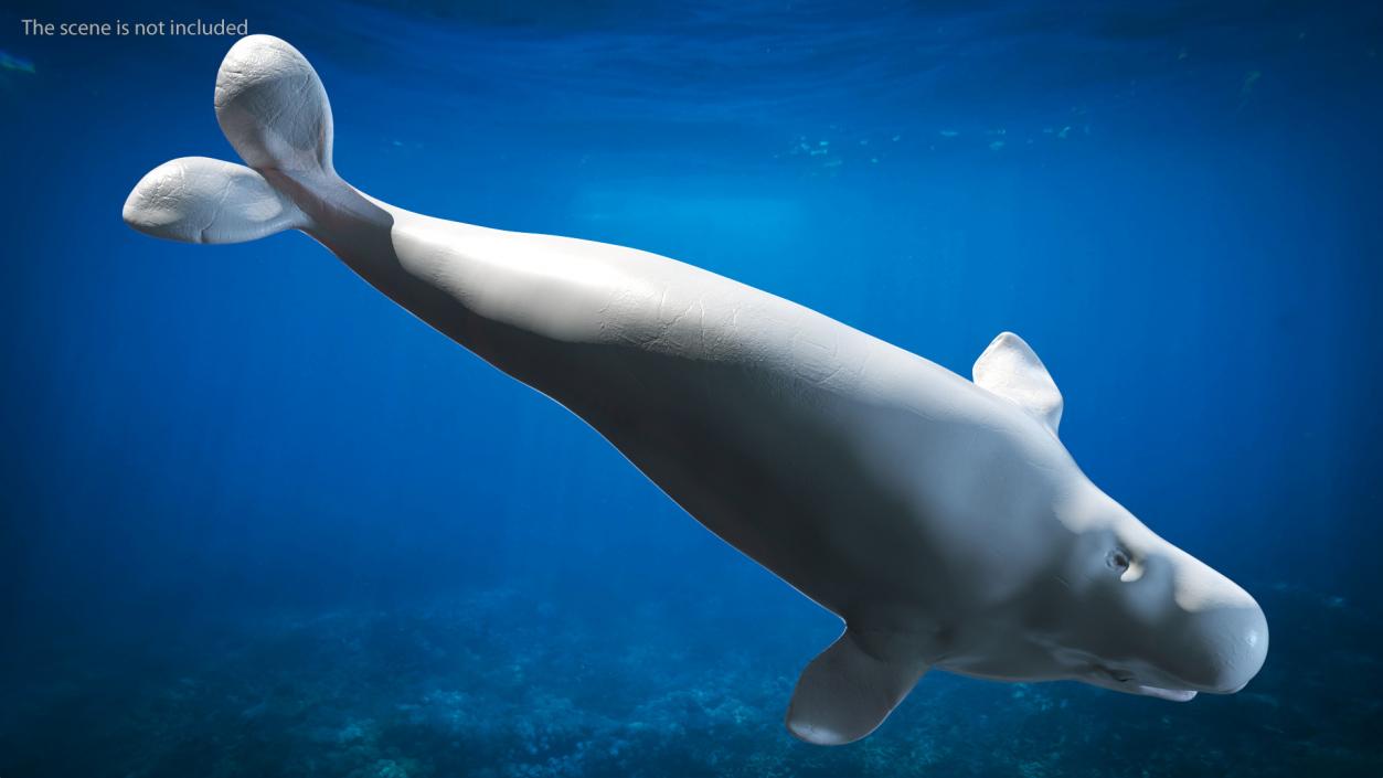 3D Beluga Whale Young model