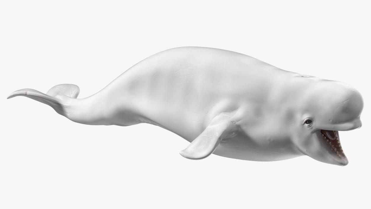 3D Beluga Whale Young model