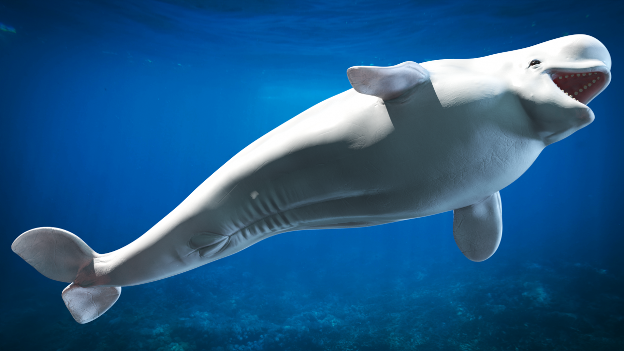 3D Beluga Whale Young model