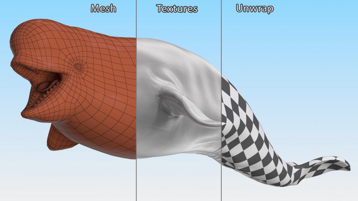 3D Beluga Whale Young model