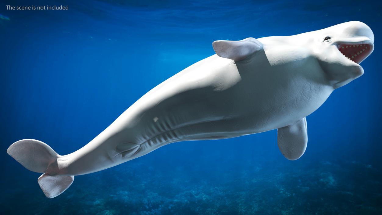 3D Beluga Whale Young model