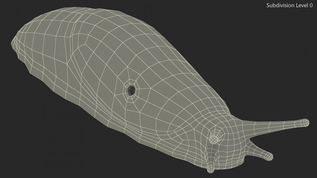 3D Spanish Slug Rigged for Cinema 4D model