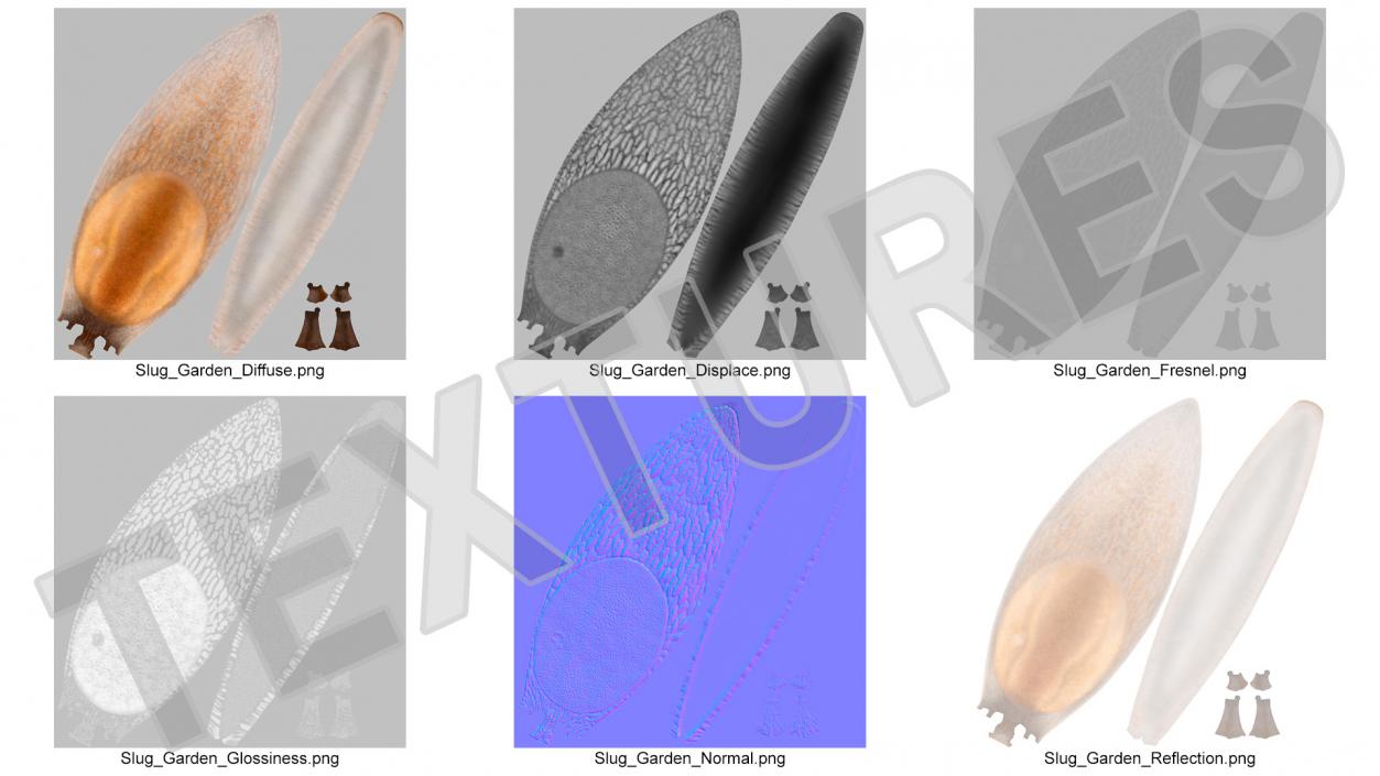 3D Spanish Slug Rigged for Cinema 4D model