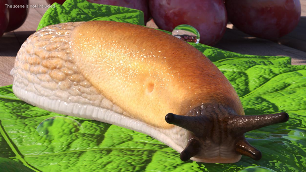 3D Spanish Slug Rigged for Cinema 4D model