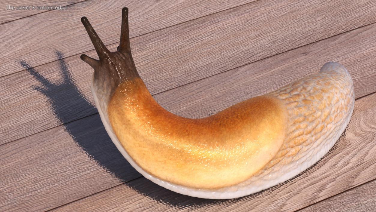 3D Spanish Slug Rigged for Cinema 4D model