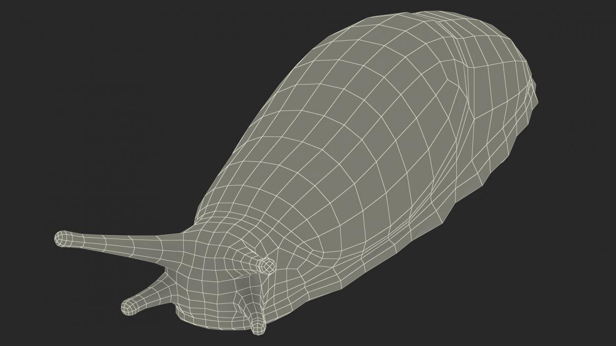 3D Spanish Slug Rigged for Cinema 4D model