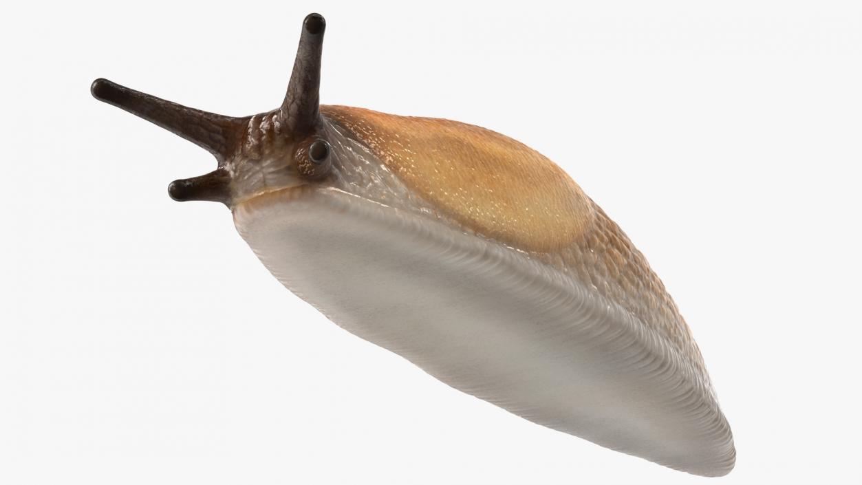 3D Spanish Slug Rigged for Cinema 4D model